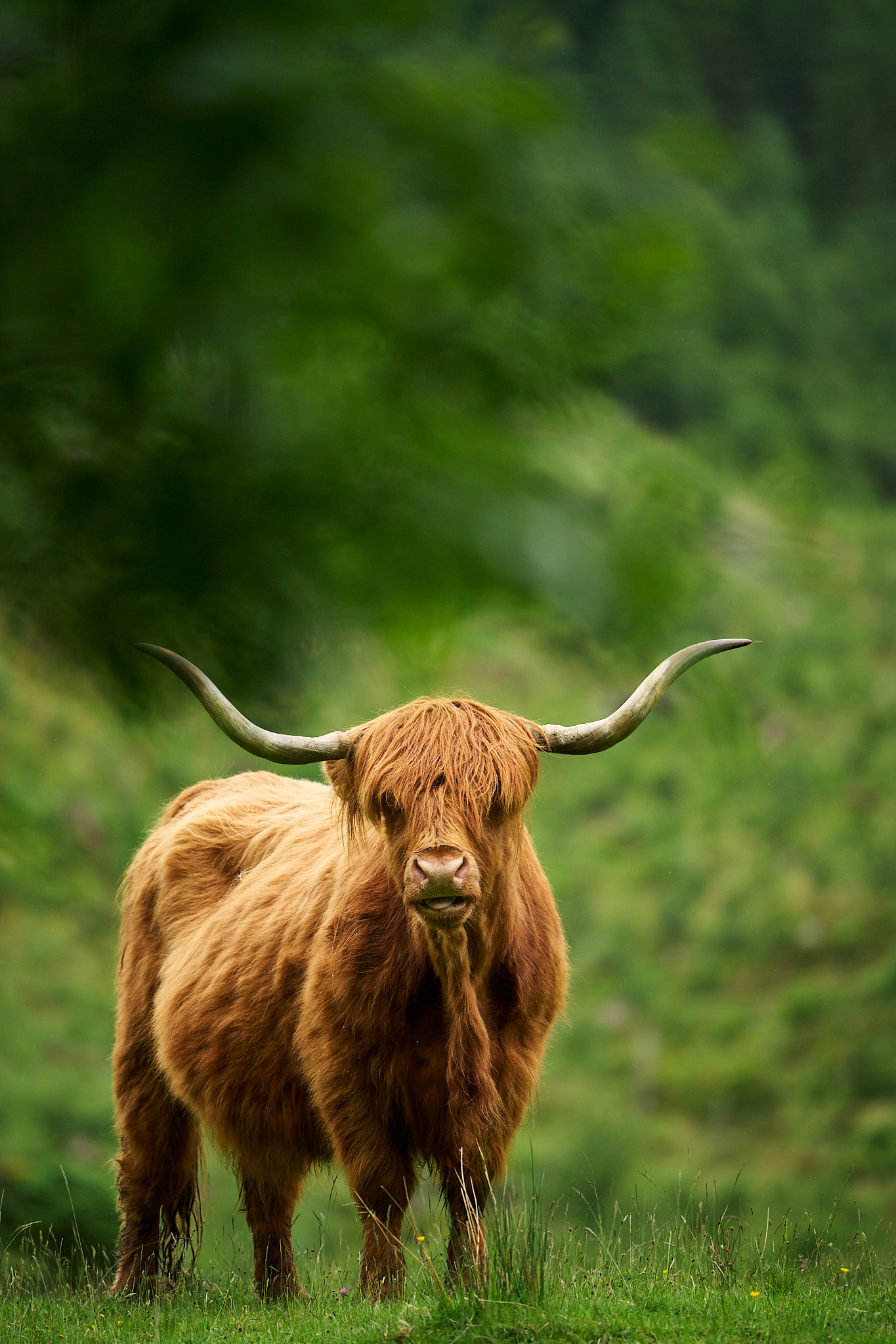 Highland Cow portrait